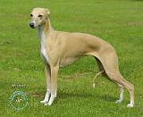 Whippet 9A001D-24